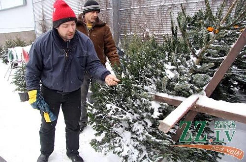 Piektdien «Zemgales Ziņās»: Eglītes no meža «nāk ārā» pašas; māju pārvērš par Ziemassvētku darbnīcu; par 65 pirmklasniekiem mazāk