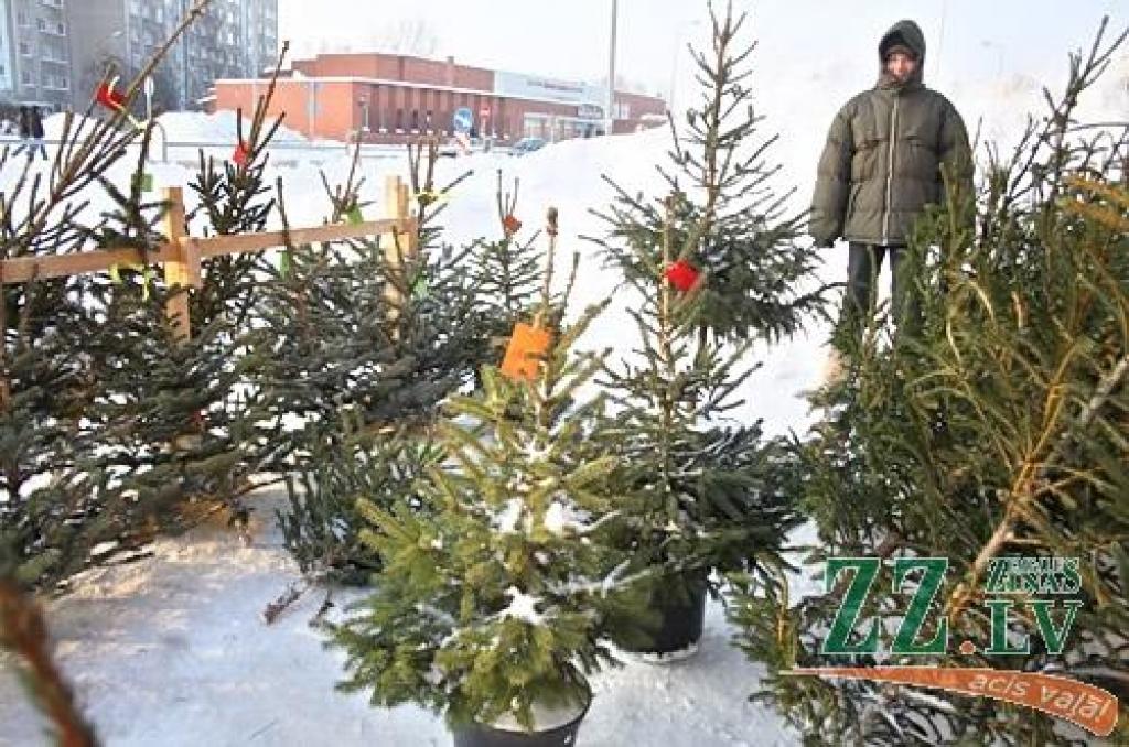 Ziemassvētku eglītes var tirgot septiņās vietās