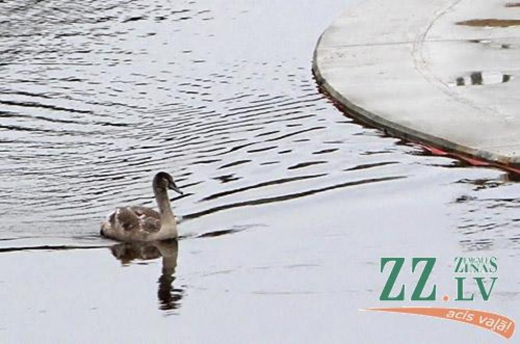 Lai gulbji no Jelgavas aizlidotu, viņus nedrīkst barot
