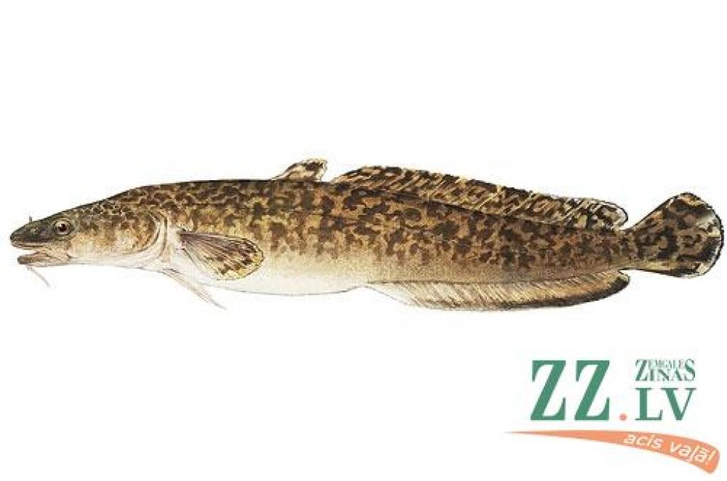 Vēdzeļu mēnesis