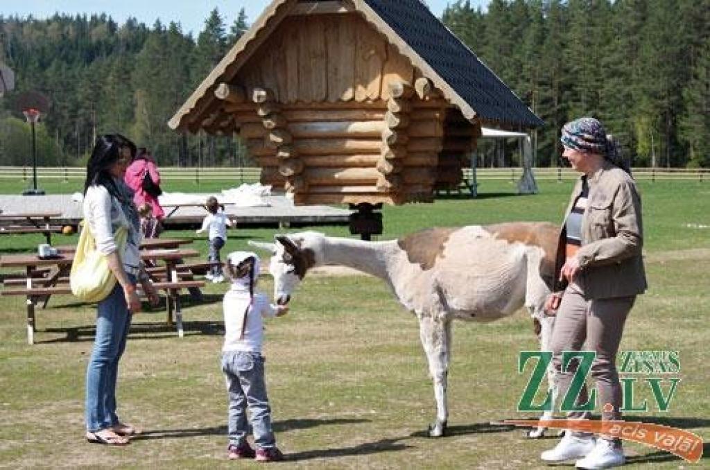 Strausi un kamieļi... pie Gaujas