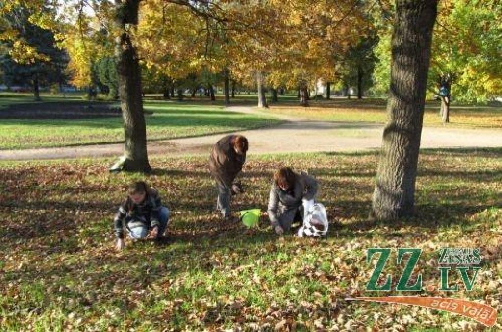 Zinātniskā bibliotēka aicina vākt zīles zoodārza dzīvniekiem