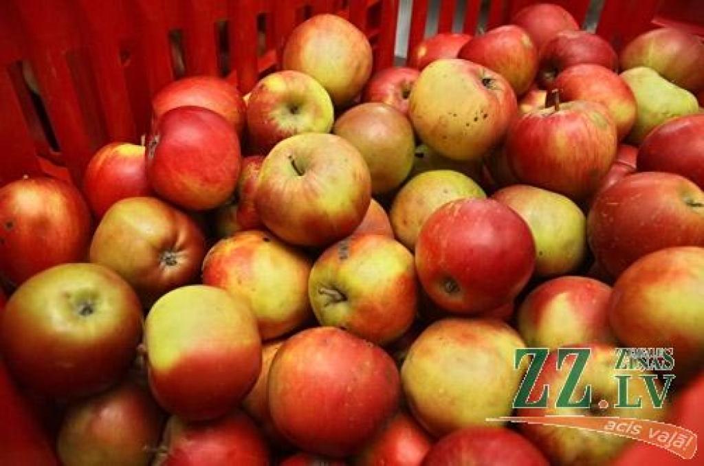 Jelgavā un Ozolniekos bērni labprāt mielojas ar programmā «Skolas auglis» atvestajiem augļiem