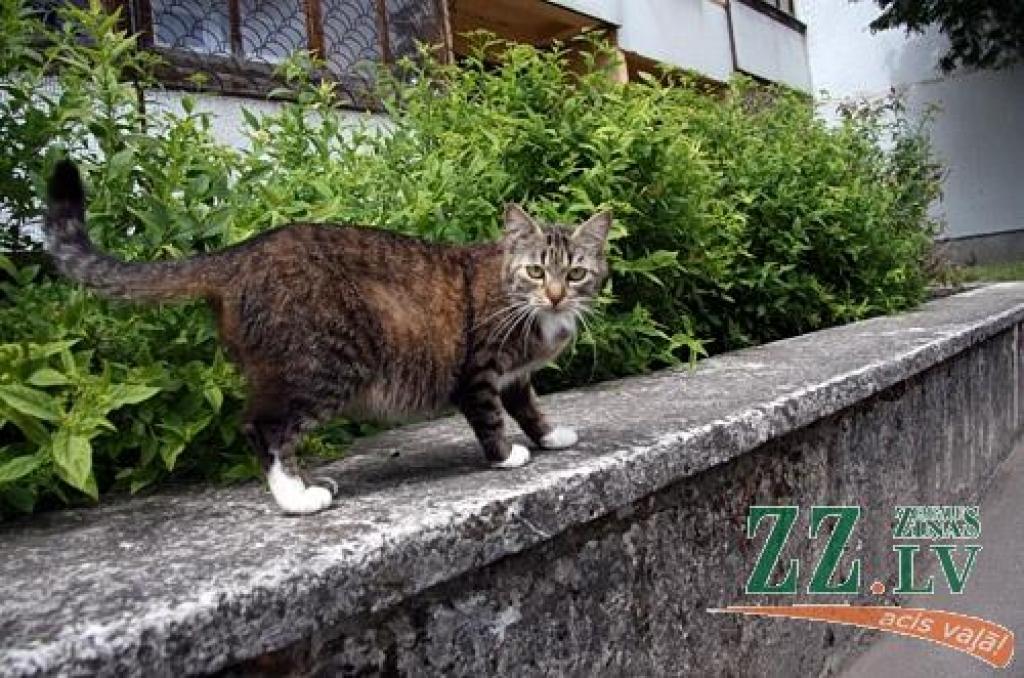 Dzīvnieku aizsardzības dienā vāks līdzekļus patversmei un rādīs, kā strādā kaķu un suņu ķērājs