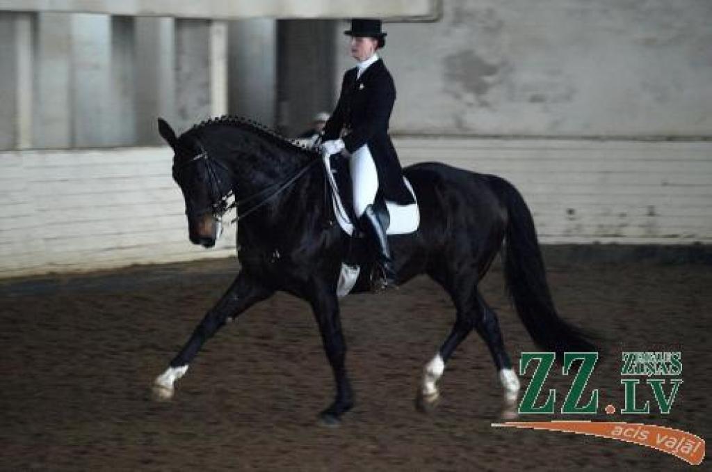 Jātnieku sports. Zirgi dejos zaļā pļavā
