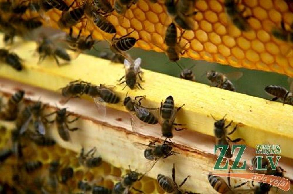 LLU notiks bezmaksas seminārs par biškopības produktiem un to izmantošanu