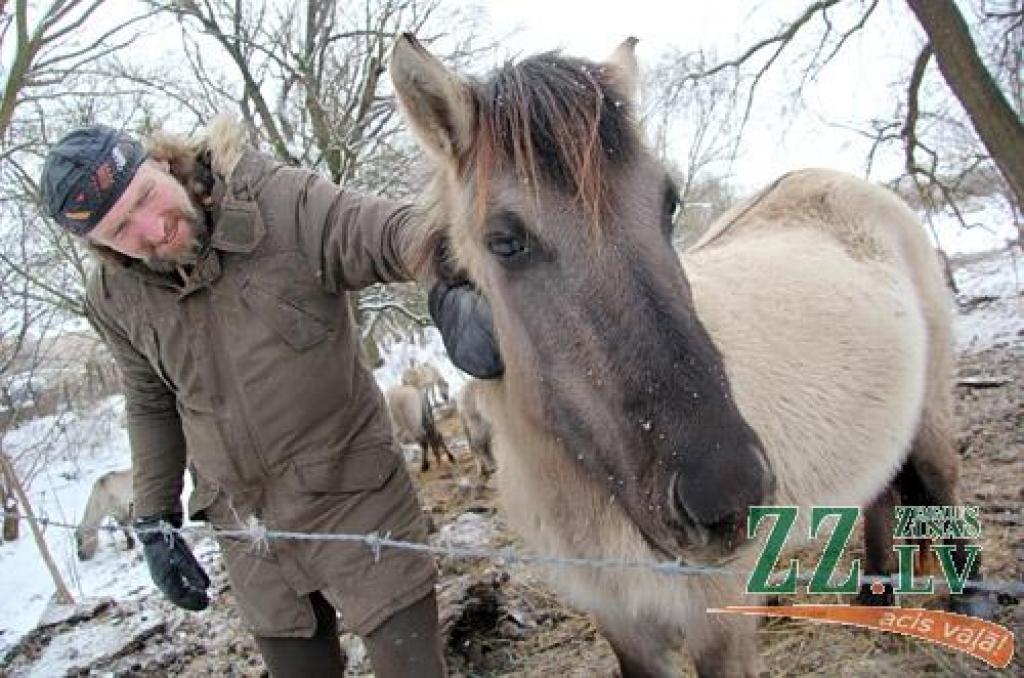 Piektdien «Zemgales Ziņās»: Kamēr savvaļas zirgiem plāno «demogrāfisko sprādzienu», to saimnieku biedē plānotais tilts; no piesārņota sniega veido slīdkalniņu; par ko liecina gānīšanās internetā; ledus taku ieguvumi un posts