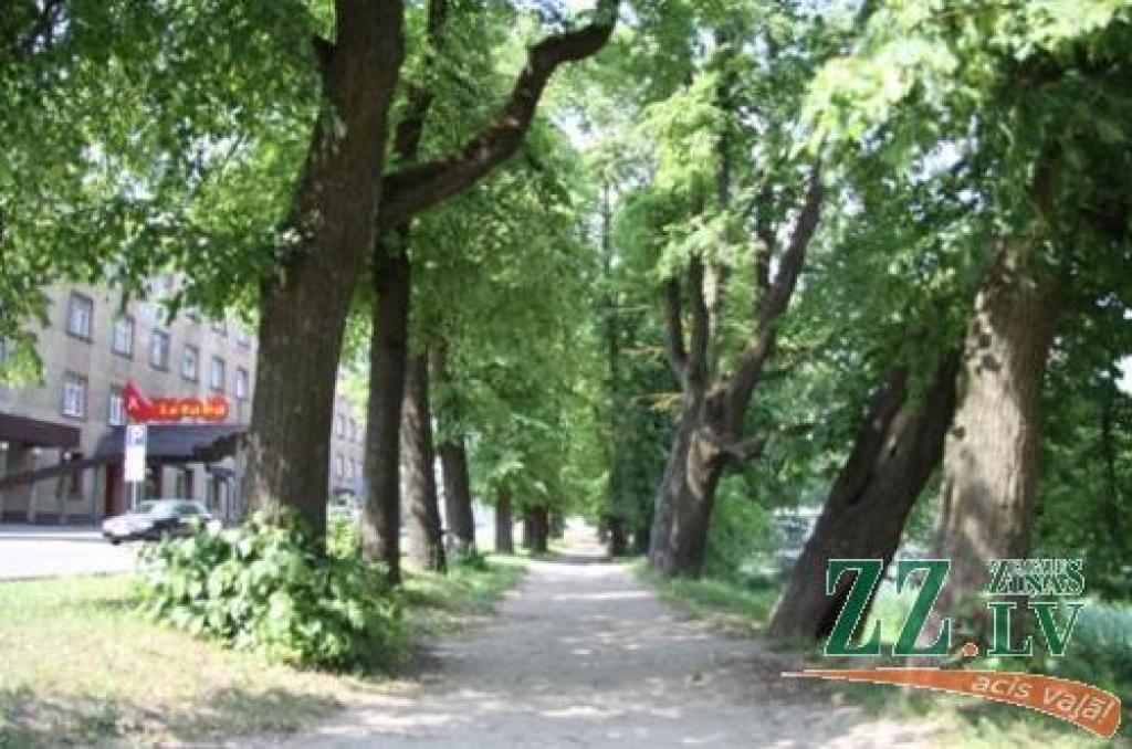 Tuvākajās dienās būs zināms Čakstes bulvāra rekonstruētājs; izzāģēs 162 kokus