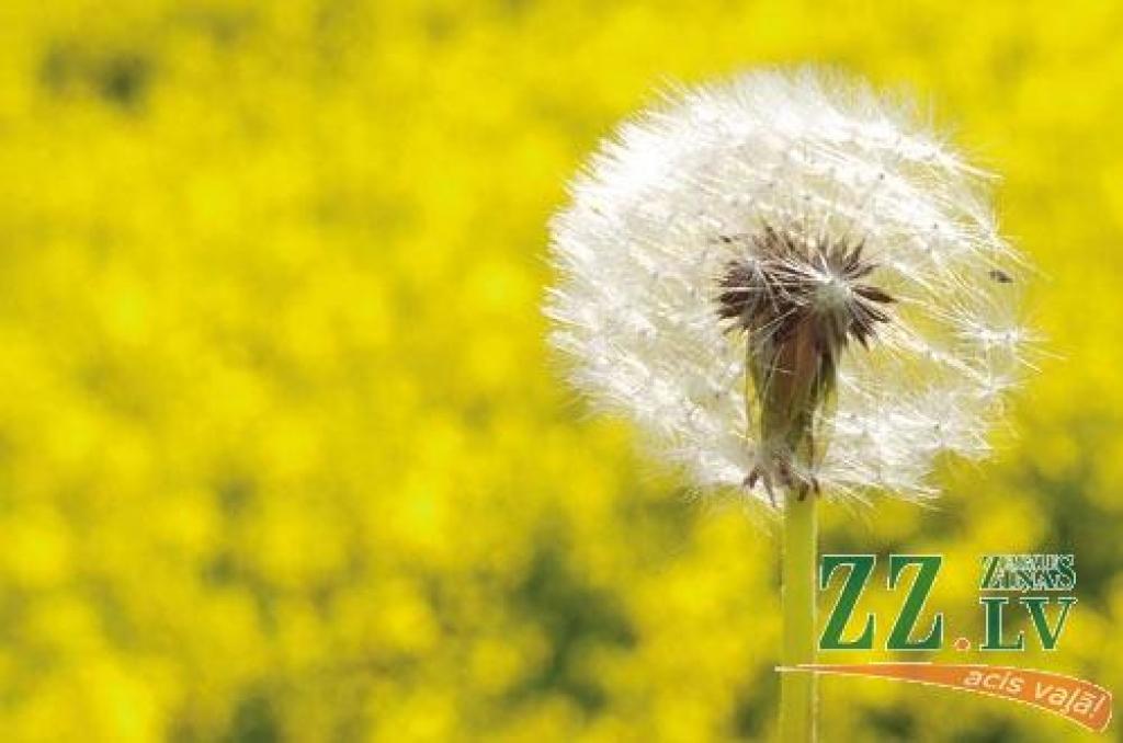 Apčī! Klāt ziedu laiks