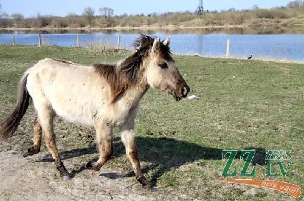 Sestdien aicina uz talku Pilssalā