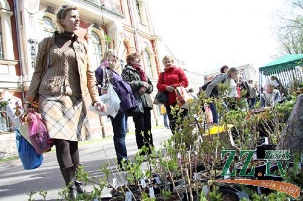 Stādu dienās cieņā ir augļu koki un nokarenā puķes (ar foto)