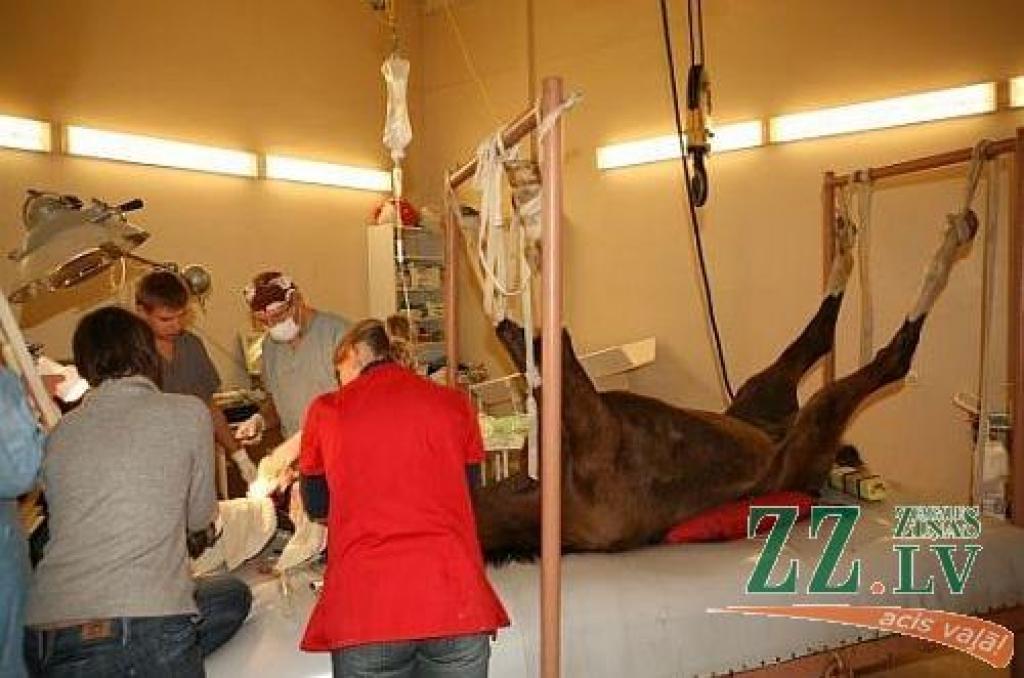 Veterinārārsta un plastikas ķirurga kopdarbs izglābj kumeļu no bada nāves