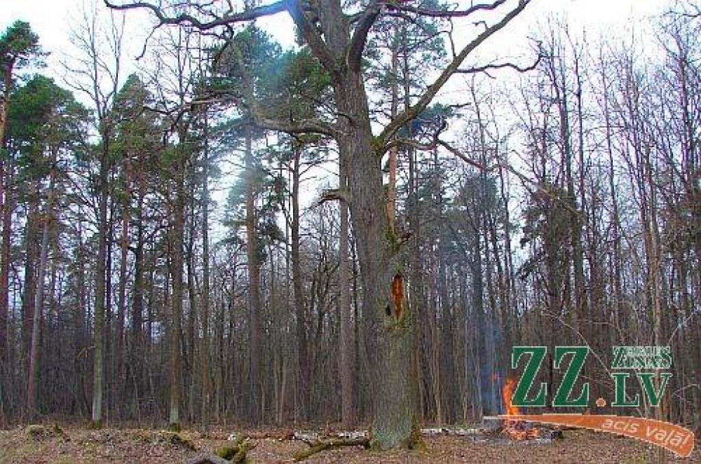 VMD mežu pētnieki talku laiku aizsāk, atbrīvojot vidi ap Langervaldes dižozolu
