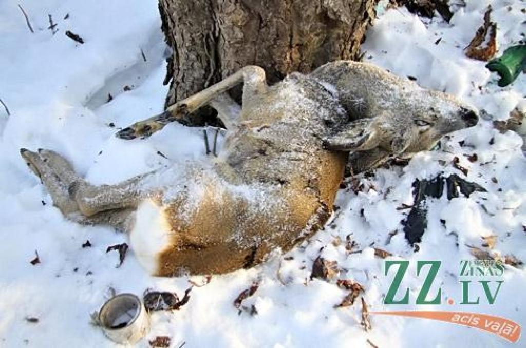 Dzīvnieku aizstāvji asi kritizē ministru un Jelgavas novada deputātus par rīcības trūkumu Caunes medību lietā