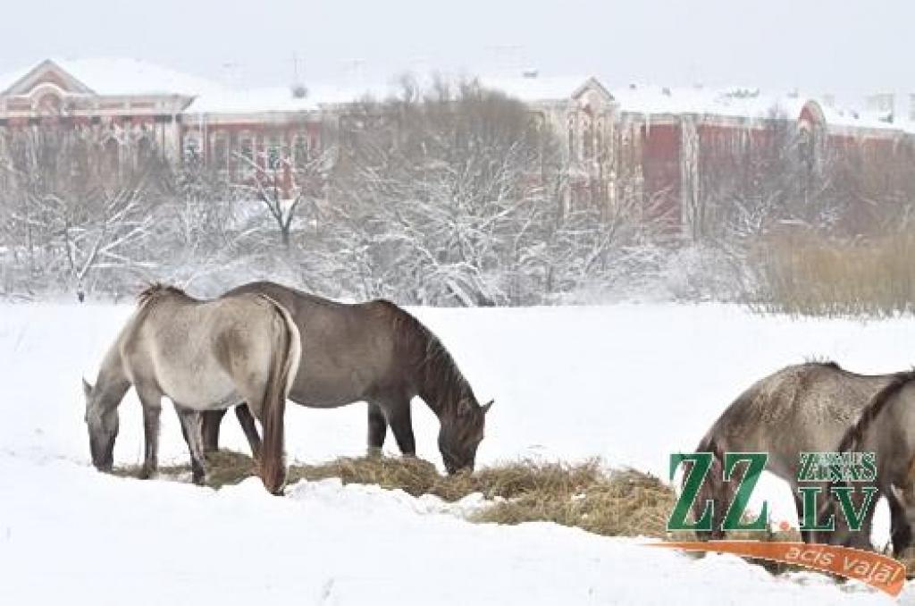 Ceturtdien «Zemgales Ziņās»: Pils salas zirgi paēduši; 586 dzimušie pret 809 mirušajiem; pārbauda, vai Šaperons tornī ticis godīgi