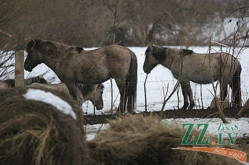 Savvaļas zirgiem Jelgavas Pilssalā ziemas beigās var pietrūkt barības (papildināta)