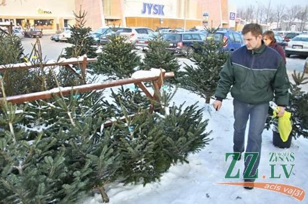 Eglīšu tirdzniecība uzņem apgriezienus (ar foto)