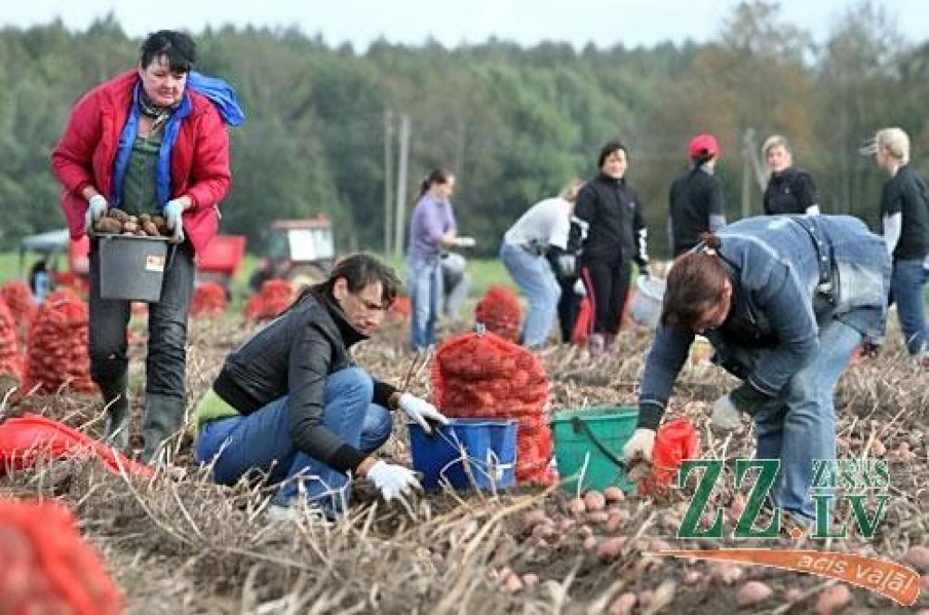 Aicina labdarības kartupeļu talkā