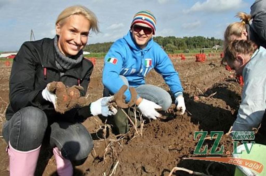 FOTO: Labdarības kartupeļu laukā novāc vairāk par 20 tonnām kartupeļu