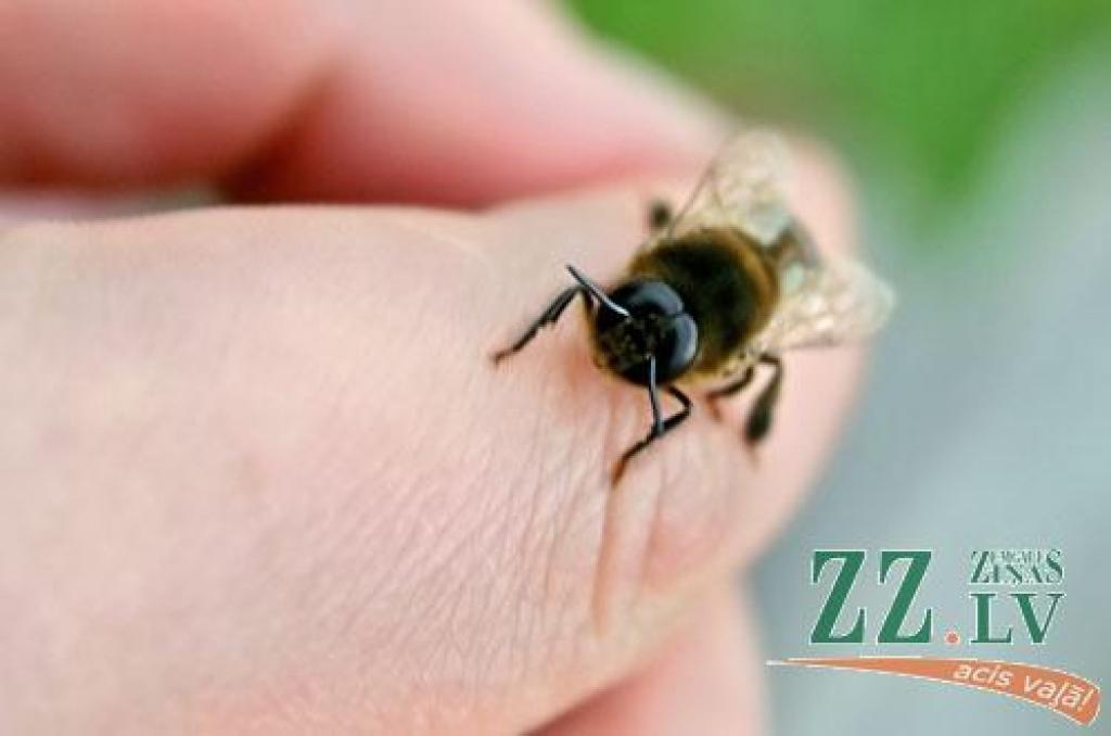 Bites un lapsenes dzeļ uz nebēdu