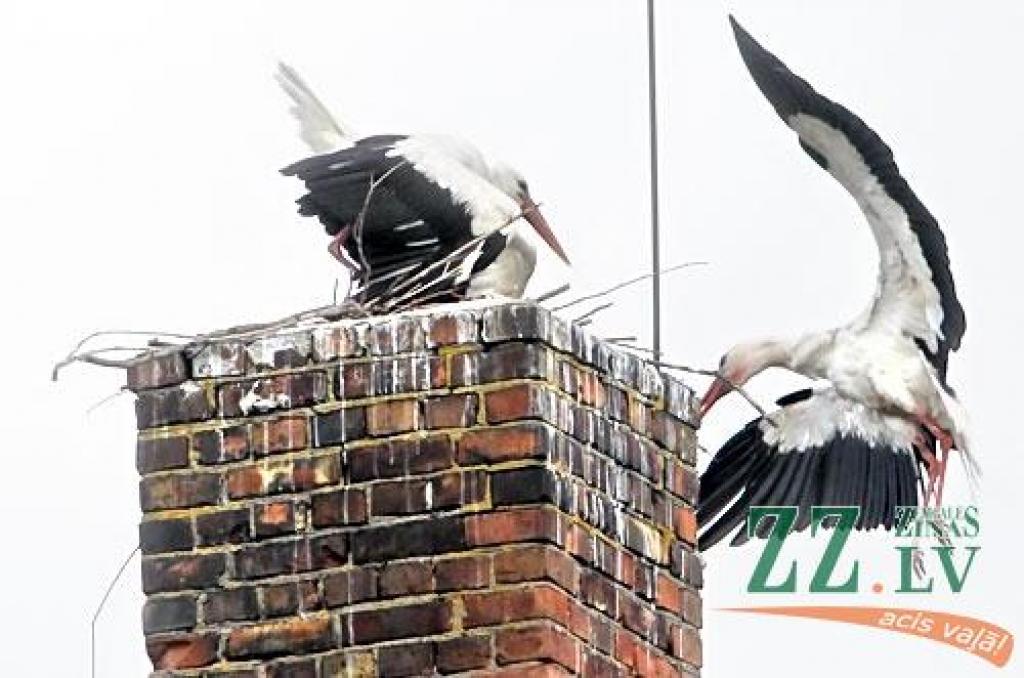 Svēteļi vasaras karstumā vij ligzdu (ar foto)