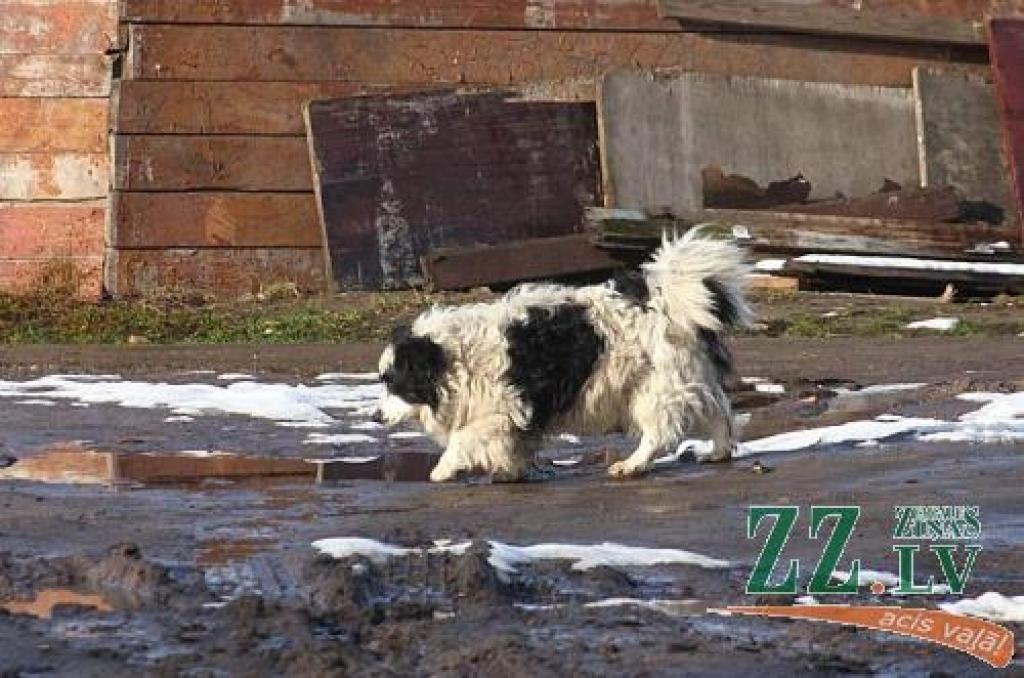 Graustā pulcējas klaiņojoši suņi
