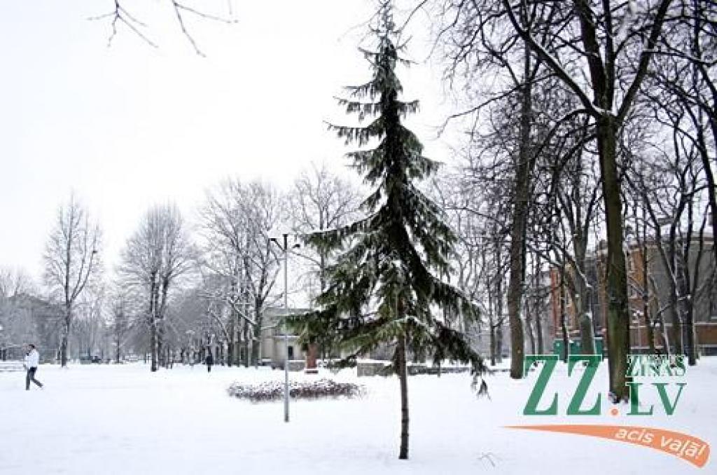 Raiņa parkā brutāli nocirsta piecus metrus gara sudrabegle