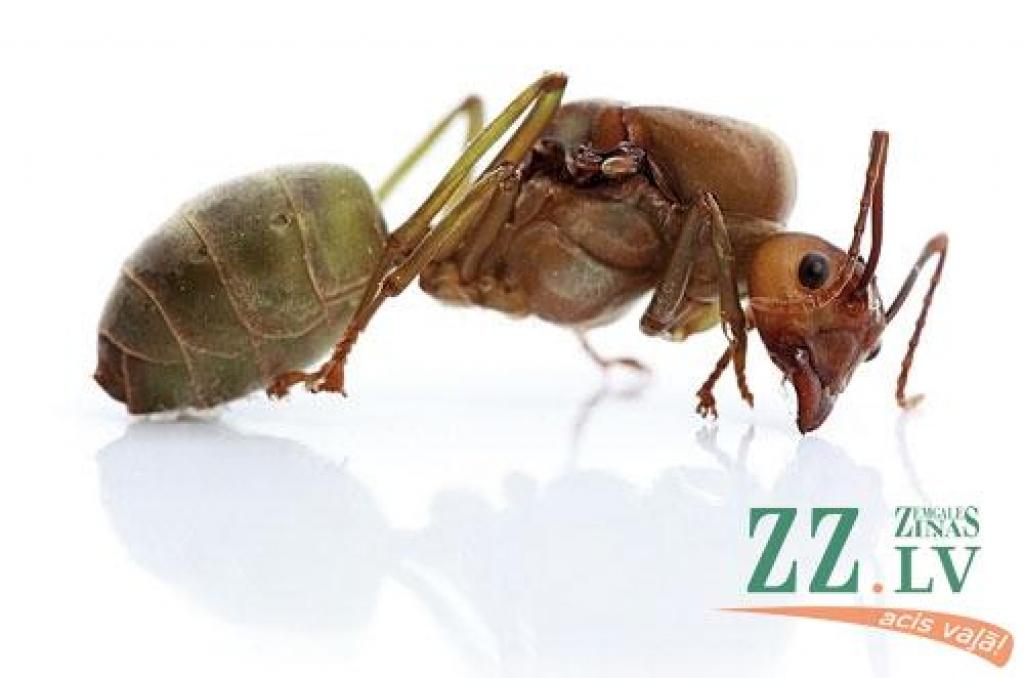 Skudras puķupodā. Kā tikt vaļā?
