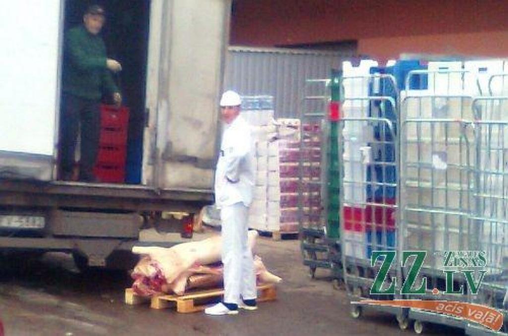 Sestdien «Zemgales Ziņās»: Cūku liemeņi «Maximas» pagalmā; zināšanas kļūst sataustāmas; ik rītu uz dienas centru dodas kā uz darbu