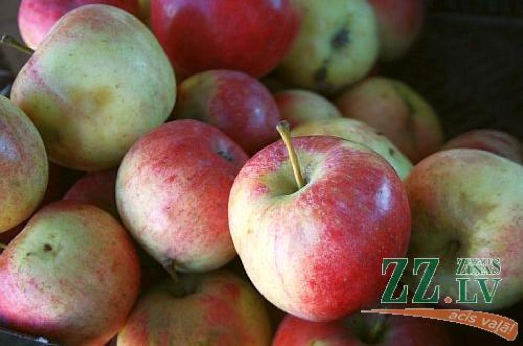 Zemnieku tirdziņi Jelgavā kļūst populāri