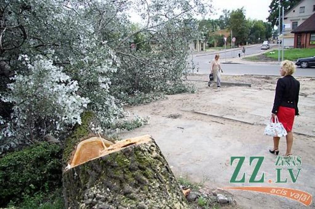 Nozāģē bīstamu papeli Raiņa ielā