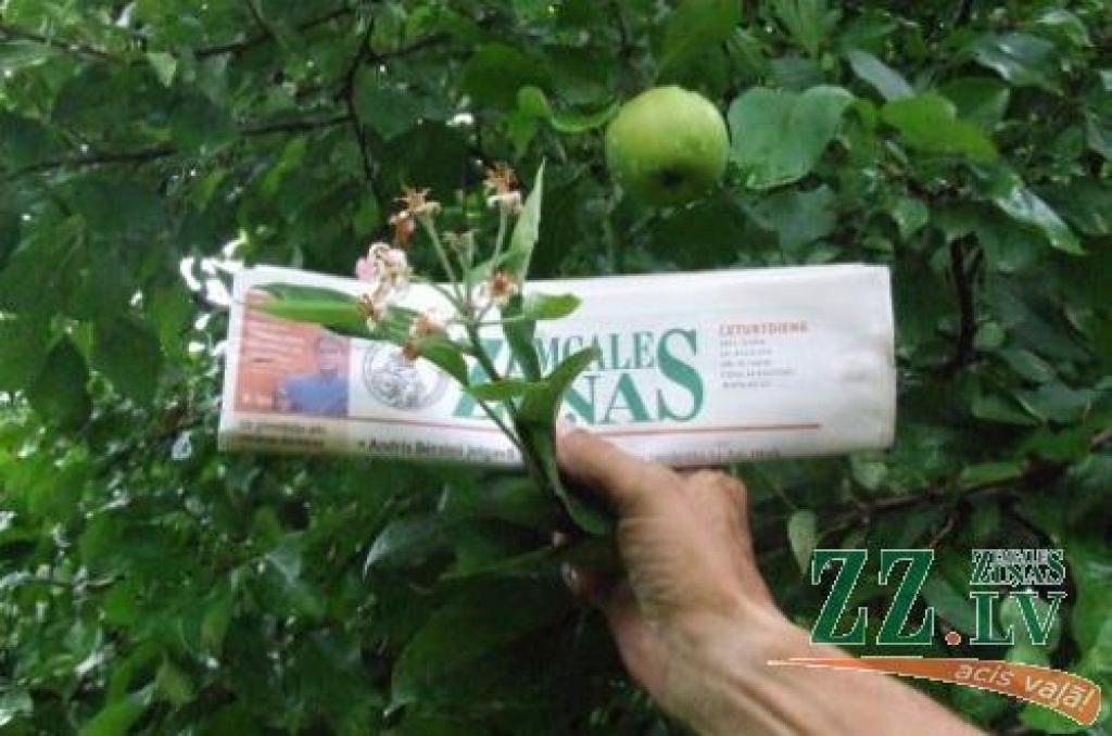 Salgales pagastā augusta vidū uzzied augļu koki