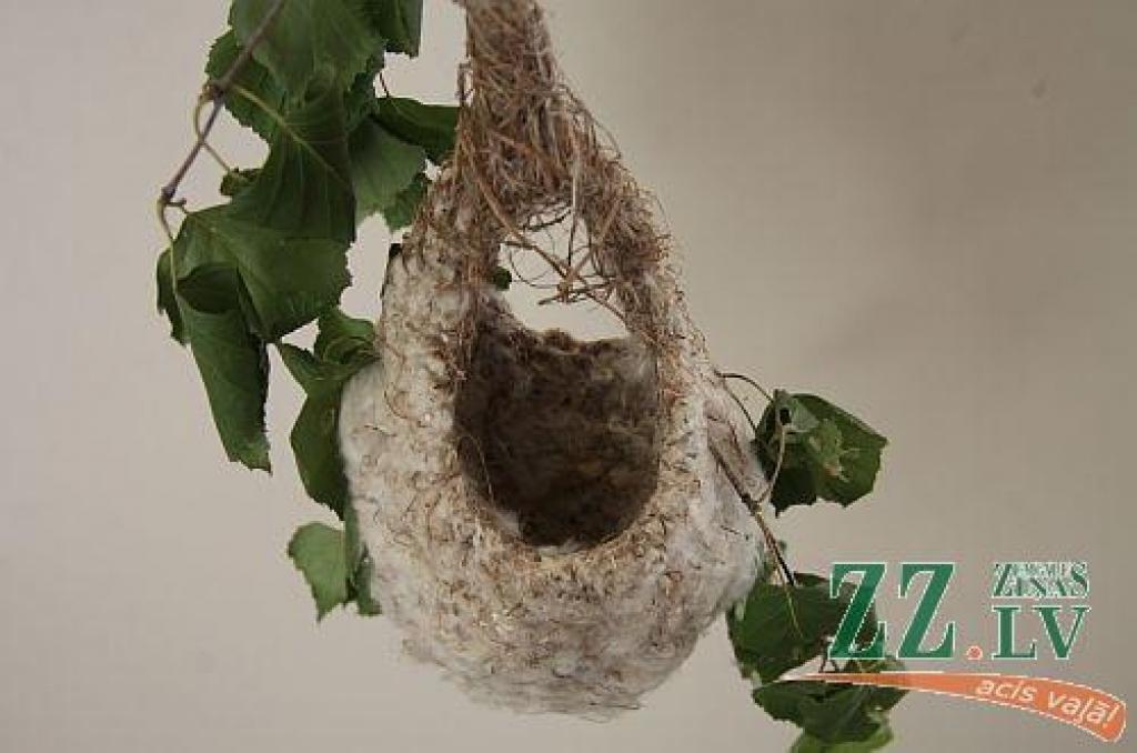 Koku zāģeri izjauc somzīlītes «celtniecības» plānus