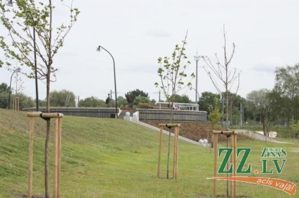 Nokaltušo koku vietā būs jāstāda citi; maksās uzņēmējs