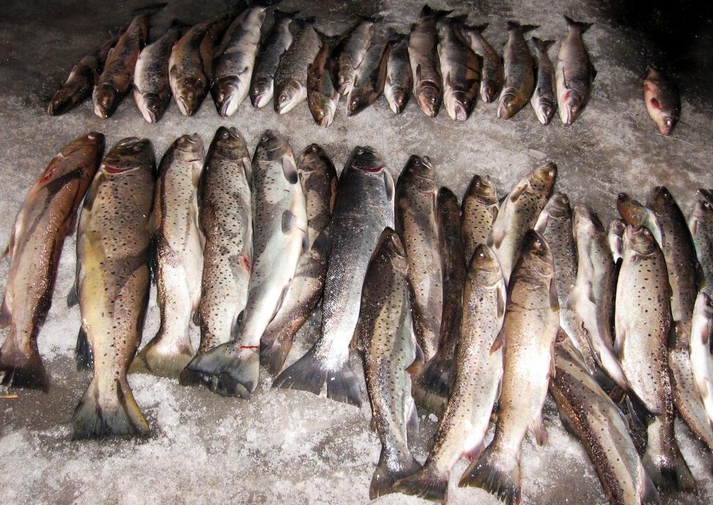 Vides inspektori aiztur maluzvejniekus ar 50 kilogramus smagu lomu