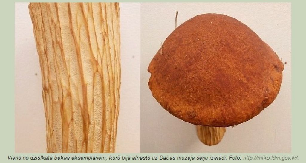 Gada sēne - pērn Latvijā konstatētā dzīslkāta beka