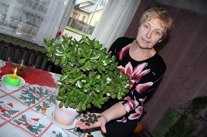 Jelgavnieces mājās par eiro priecājas arī naudas koks