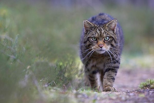 Meklē pilsētā klaiņojošo kaķu ķērāju; gada laikā plānots notvert 500 mājdzīvnieku