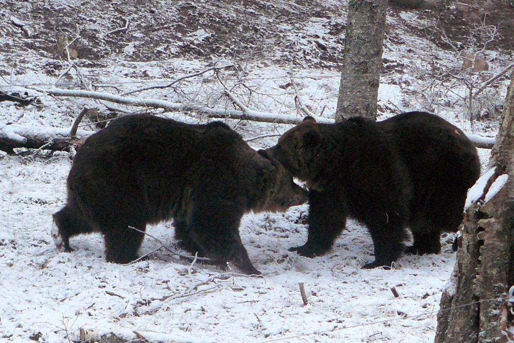 FOTO: Līgatnes dabas taku lāču puikas tikuši jaunajā pastaigu laukumā