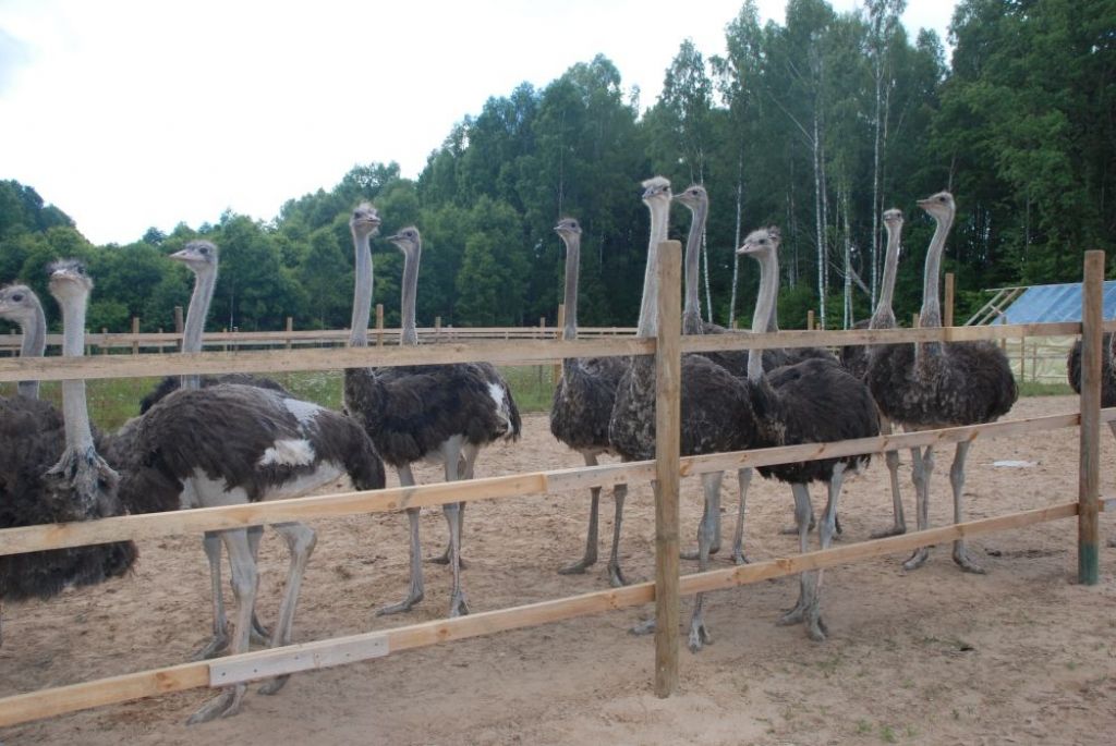 Eksotiku cer pārvērst Latvijas tradīcijā