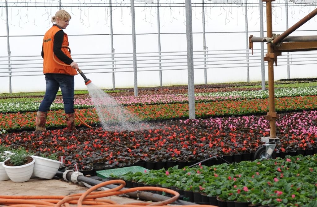 Vieni no lielākajiem Latvijas puķkopjiem investē 1,4 miljonus