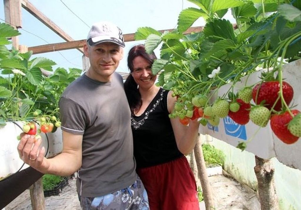 Atgriežas, lai lolotu zemenes dzimtenē; tirgos sastopas ar meļiem