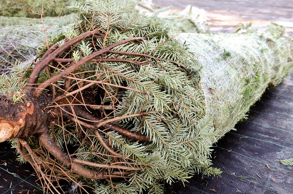 Eglītes var nodot atkritumu savākšanas laukumos