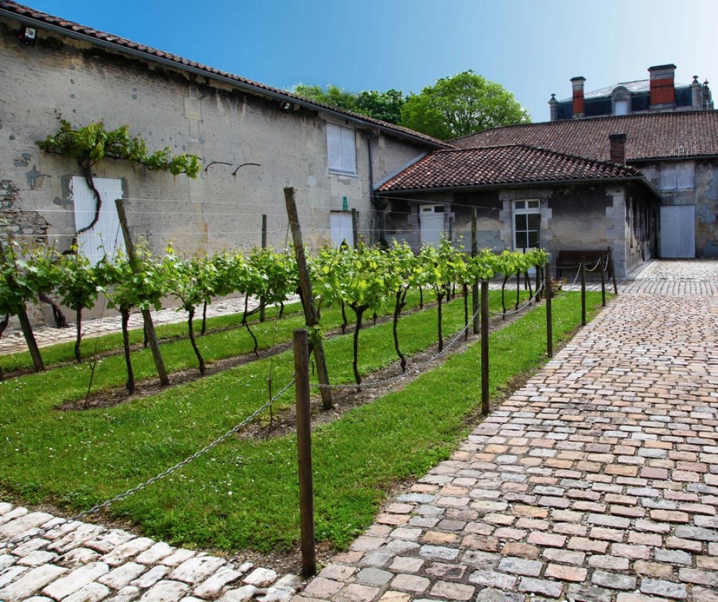Konjaka nama īpašnieks: Radīt izcilu konjaku ir ļoti vienkārši