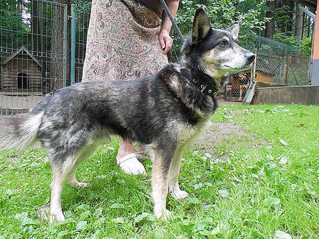 FOTO: Šie četrkājainie draugi meklē mājas
