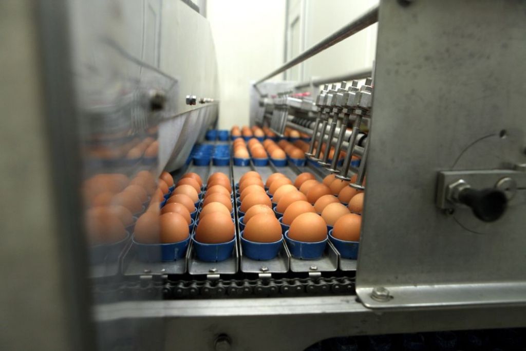 Balticovo: ārpus sprostiem dējušu vistu olas pērk ļoti maz
