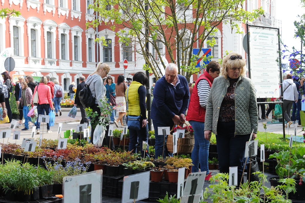 Jelgavnieki un pilsētas viesi iepērkas Stādu dienās (FOTO)