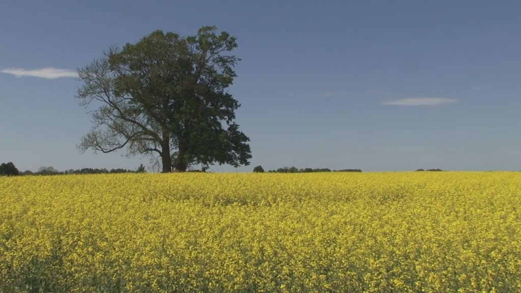"Baltic Agro": Šogad gaidāma laba rapšu raža