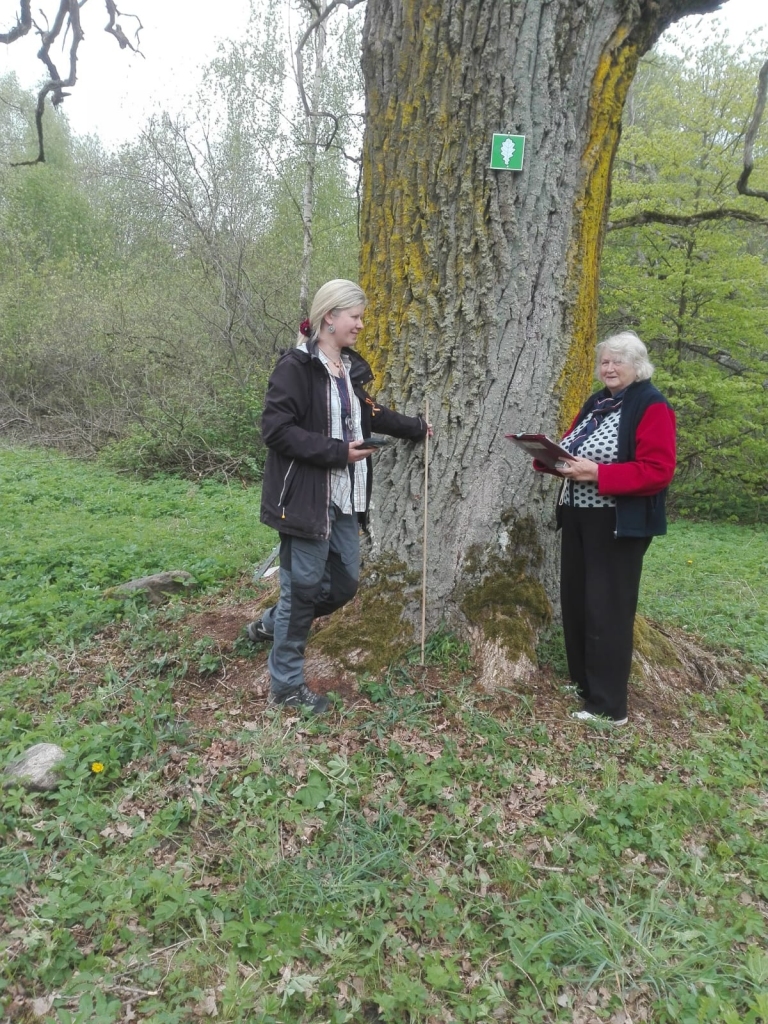 Ar vietējo iedzīvotāju atbalstu Iecavā un Bukaišos atklāti 11 jauni dižkoki