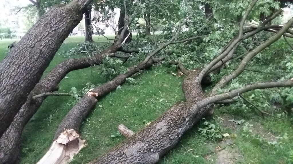 Jelgavā vētras nolauztos kokus mazturīgie iedzīvotāji varēs izmantot kā malku